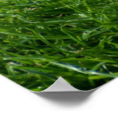 Poster Belle colombe à collier (Coin)