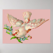 Poster belle colombe blanche avec sprig dans la bouche (Devant)