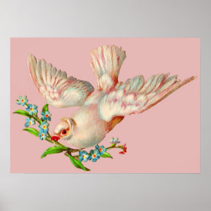 Poster belle colombe blanche avec sprig dans la bouche