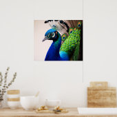 Poster Belle couleur Peacock Paon Bird Faune P (Cuisine)