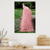Poster Belle couleur rose plumes Peacock Bird (Cuisine)