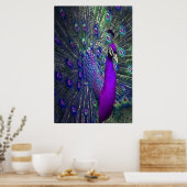 Poster Belle couleur violet plumes Peacock Bird (Cuisine)