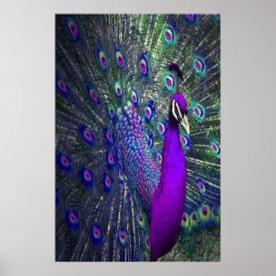 Poster Belle couleur violet plumes Peacock Bird