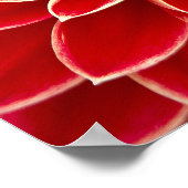 Poster Belle dahlia rouge (Coin)