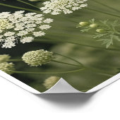 Poster Belle dentelle Queen Anne's Lace (Coin)