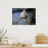 Poster Belle douceur Diamond Dove (Cuisine)