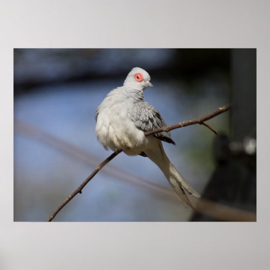 Poster Belle douceur Diamond Dove (Devant)