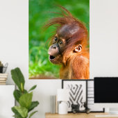 Poster Belle drôle bébé orangoutan singe animal souriant (Bureau à domicile)
