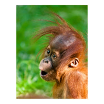 Belle drôle bébé orangoutan singe animal souriant