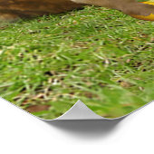 Poster Belle Écriture de singe 2 Corinthiens 6:14 (Coin)