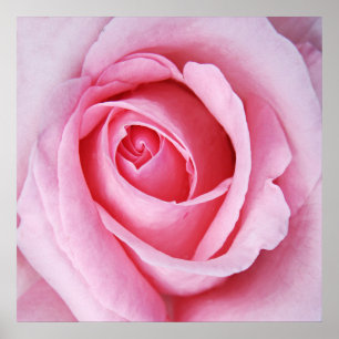 Poster Belle Elégante Rose Rose Flower Macro
