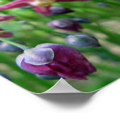 Poster Belle Epimedium Fleurs et bourgeons Printemps Phot (Coin)