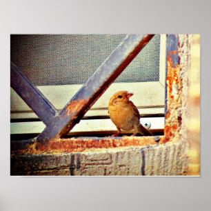 Poster Belle Finch