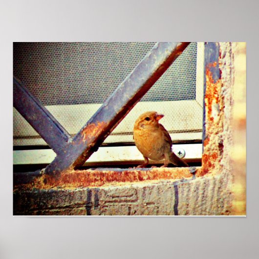 Poster Belle Finch (Devant)