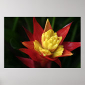 Poster Belle Fleur (Devant)