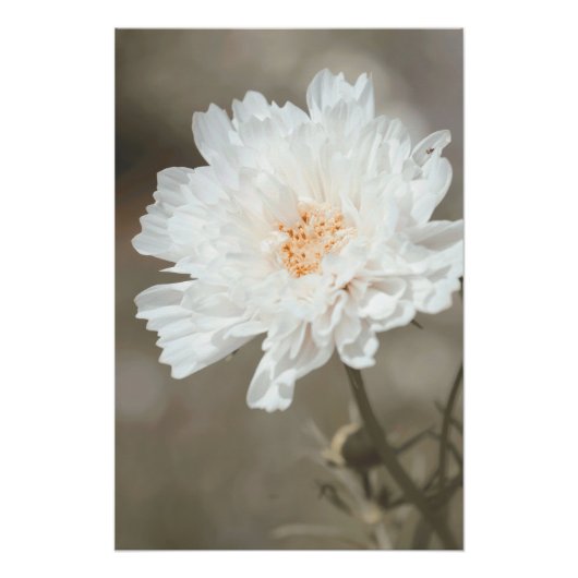 Poster Belle Fleur Blanche Neige Fleurit Floral (Devant)