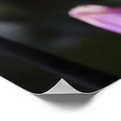 Poster Belle Fleur Dahlia (Coin)