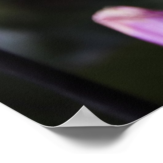 Poster Belle Fleur Dahlia (Coin)