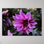 Poster Belle Fleur Dahlia (Devant)