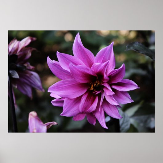 Poster Belle Fleur Dahlia (Devant)