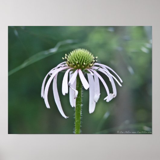 Poster Belle fleur de dôme dans l'affiche Twilight (Devant)