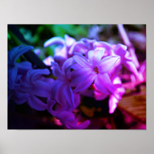 Poster Belle Fleur de Jacinthe (Hyacinthus)