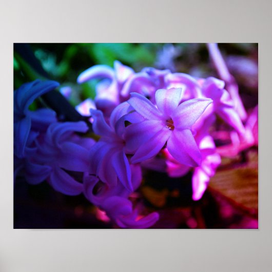 Poster Belle Fleur de Jacinthe (Hyacinthus) (Devant)