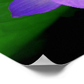 Poster Belle fleur de lotus violet dans l'eau (Coin)