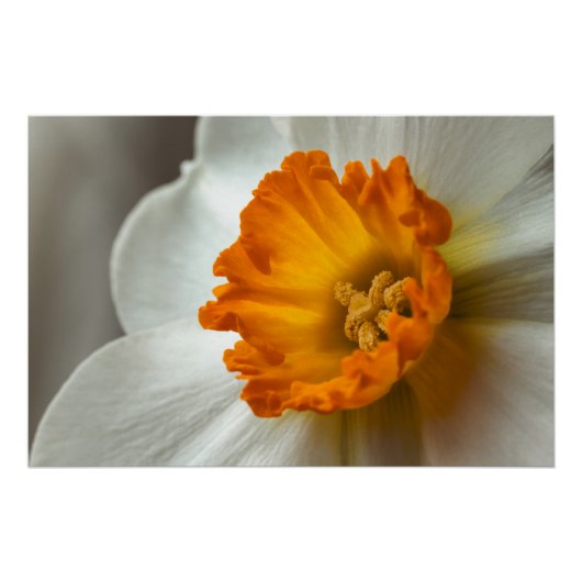 Poster Belle Fleur de Narcisse en Macro (Devant)