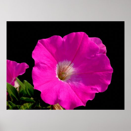 Poster Belle fleur de pétunia rose sur fond noir (Devant)