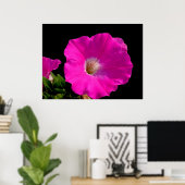 Poster Belle fleur de pétunia rose sur fond noir (Bureau à domicile)