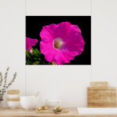 Poster Belle fleur de pétunia rose sur fond noir (Cuisine)