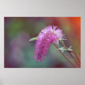 Poster Belle fleur de prairie (Devant)