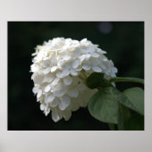 Poster Belle Fleur d'Hydrangea Blanche au Citron (Devant)