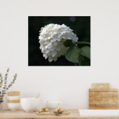 Poster Belle Fleur d'Hydrangea Blanche au Citron (Cuisine)