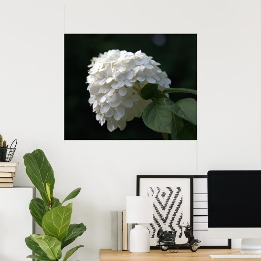 Poster Belle Fleur d'Hydrangea Blanche au Citron (Bureau à domicile)