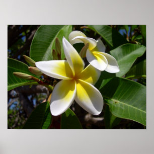 Poster Belle fleur jaune-blanche de Plumeria