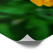 Poster belle fleur marguerite jaune (Coin)