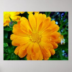 Poster belle fleur marguerite jaune