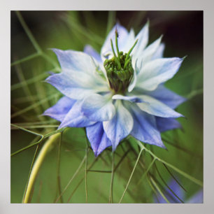 Poster Belle Fleur nigella élégante