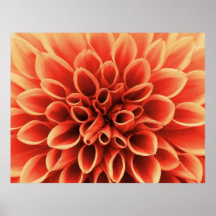 Poster Belle Fleur Orange Dahlia