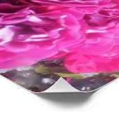 Poster Belle Fleur Rose (Coin)