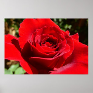 Poster Belle Fleur Rose Rouge Clair Floral