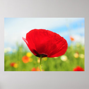 Poster Belle fleur rouge de pavot