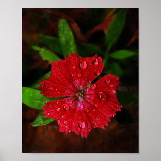 Poster Belle Fleur Rouge Dianthus Avec Raindrops Photo (Devant)