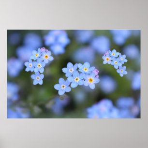 Poster Belle fleurs Oubliez-moi-pas
