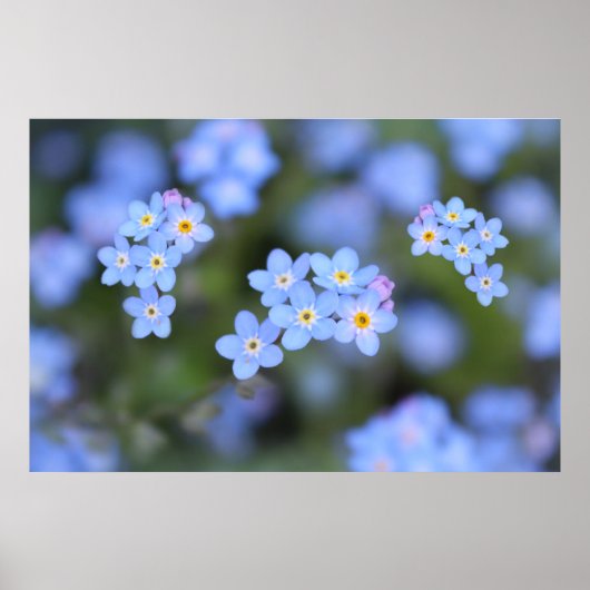 Poster Belle fleurs Oubliez-moi-pas (Devant)
