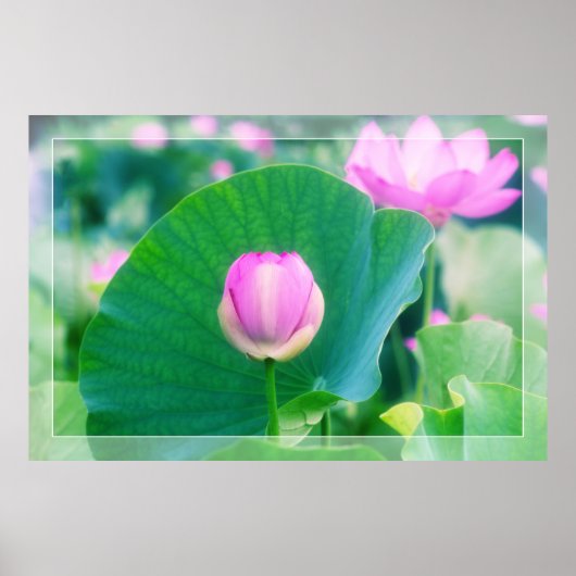 Poster Belle floraison rose Lotus Bud Fleur verte feuille (Devant)
