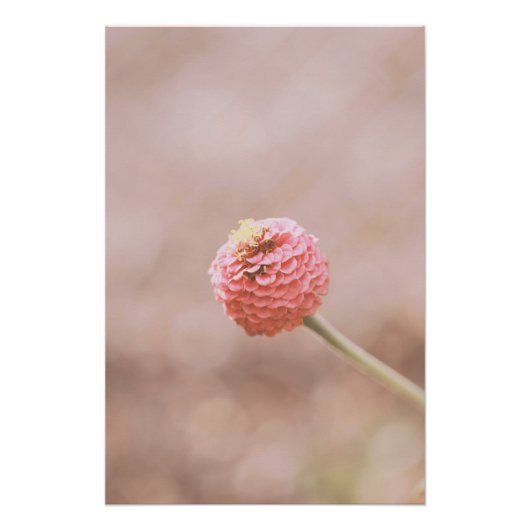 Poster Belle florale Fleur Rose Clair (Devant)