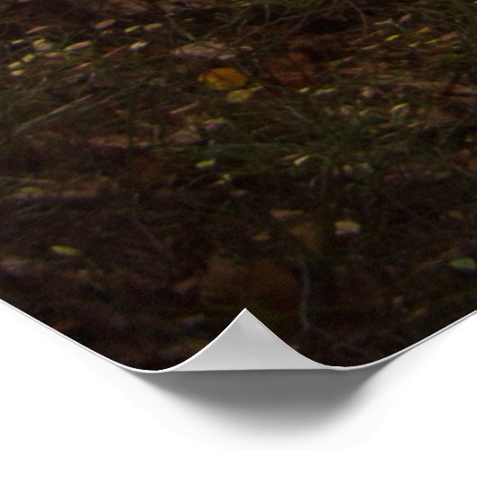 Poster Belle forêt d'automne (Coin)